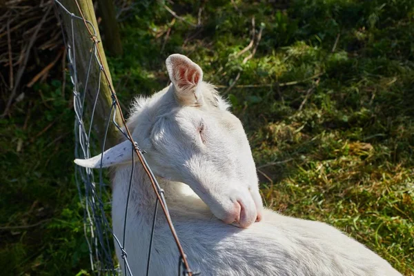 Little Goat Portrait — Stock Photo, Image
