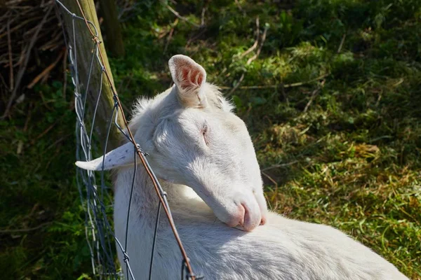 Petit portrait de chèvre — Photo