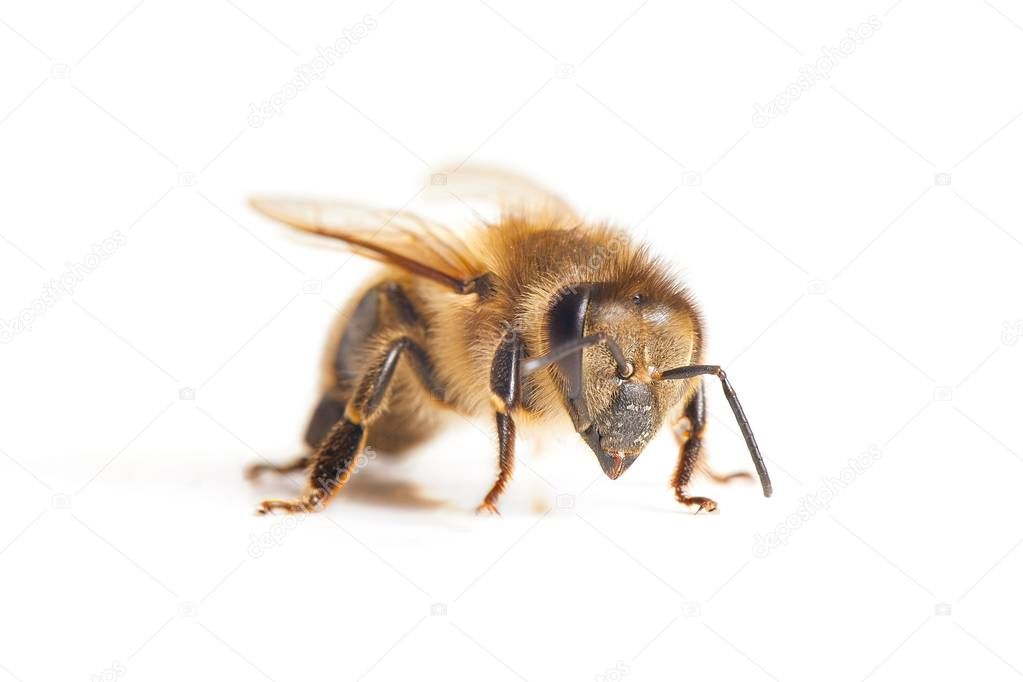 Bee on white background