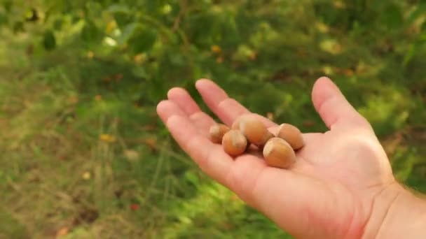 Handful of hazelnuts — Stock Video