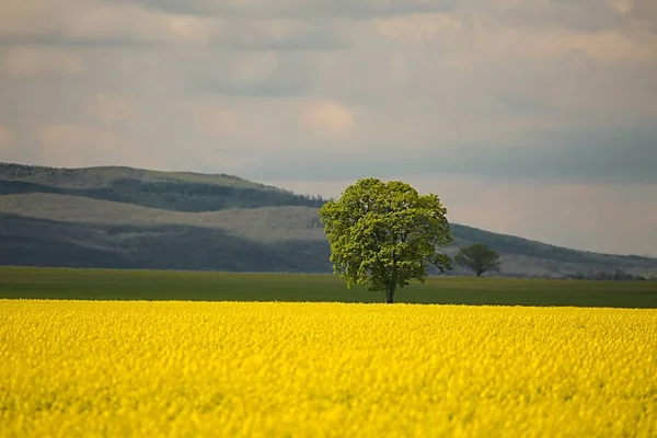 Raps fält landskap — Stockfoto