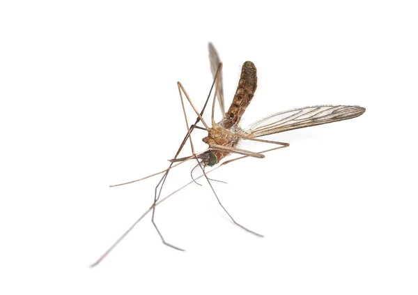 Zanzara morta sulla superficie bianca — Foto Stock