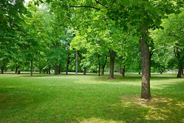 Árboles verdes en un parque —  Fotos de Stock