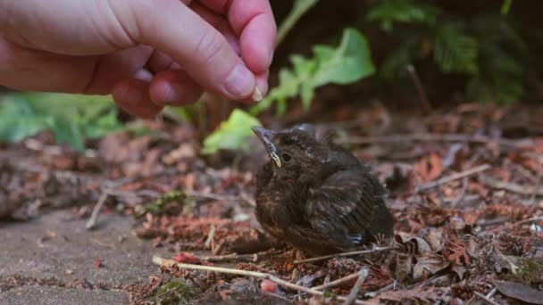Jovem pássaro bebé a ser alimentado — Vídeo de Stock