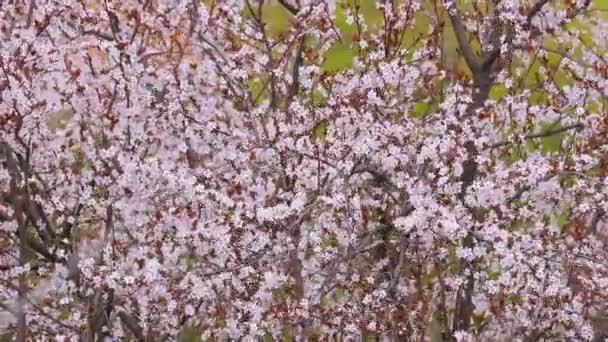 Árbol de primavera floreciendo — Vídeo de stock