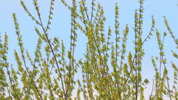 Floraison printanière des arbres — Video