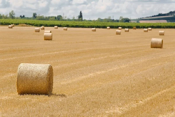 Сельскохозяйственное поле с тюками — стоковое фото