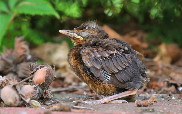 Young baby bird sittin on the ground — Stock Photo, Image