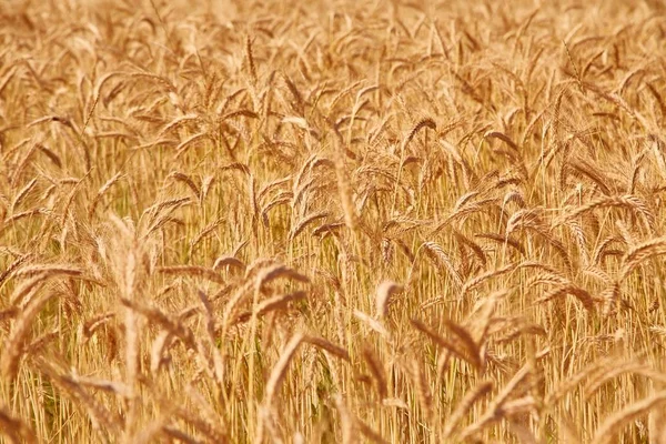 Detalhe do campo de trigo — Fotografia de Stock