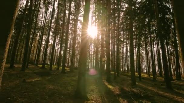 Floresta de Pinheiros — Vídeo de Stock