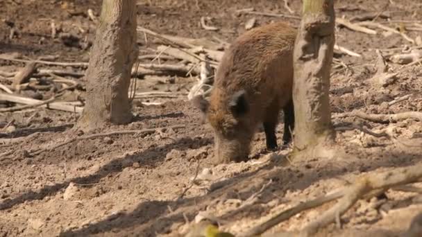 Ormanda yaban domuzu — Stok video