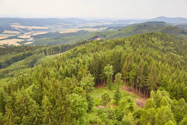 Wandelpad door de bossen — Stockfoto