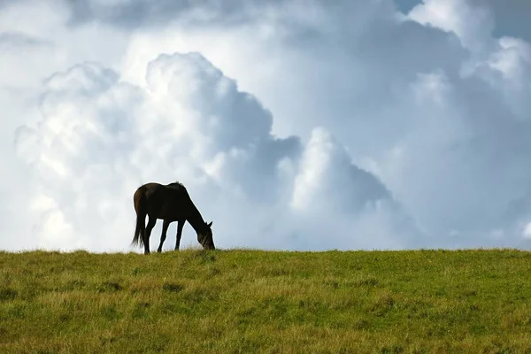 Černý kůň na obzoru — Stock fotografie