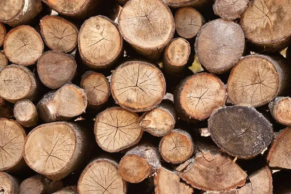 Σωρός ξυλείας καταγραφής — Φωτογραφία Αρχείου
