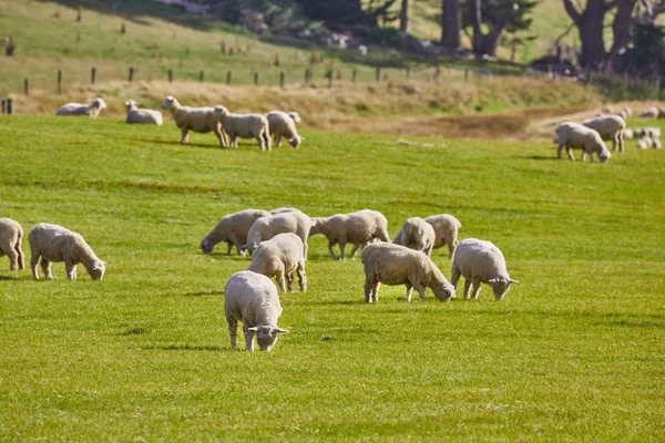 Schapen in het gras — Stockfoto