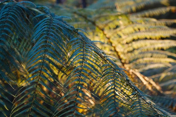 Fern lämnar bakgrund — Stockfoto