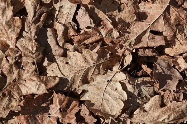 林床の乾燥葉 — ストック写真