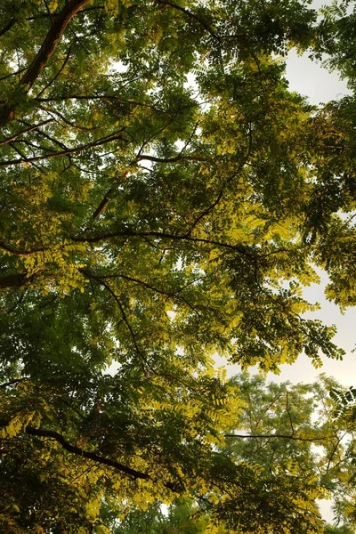 Весенние зеленые листья — стоковое фото