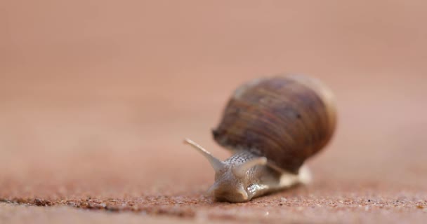 Schnecke kriecht auf dem Boden — Stockvideo