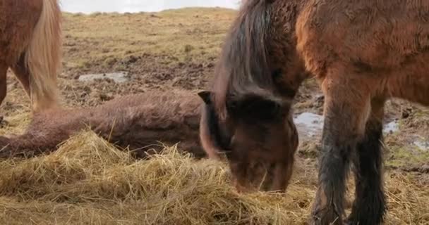 Pastoreo de caballos islandeses — Vídeo de stock