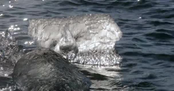 Lago glacial con icebergs — Vídeo de stock