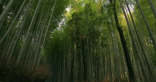 Bosque de bambú de Kyoto, inclínese hacia arriba — Vídeos de Stock