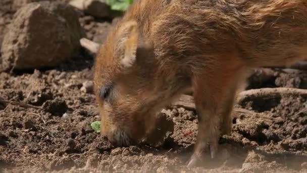 Wild boar piglet — Stock Video