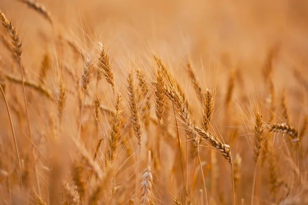 Detalhe do campo de trigo — Fotografia de Stock