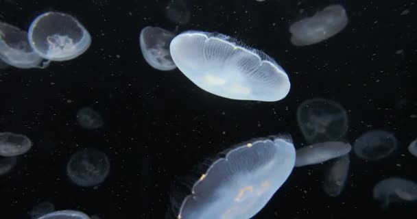 Medusas a la deriva Fondo — Vídeo de stock