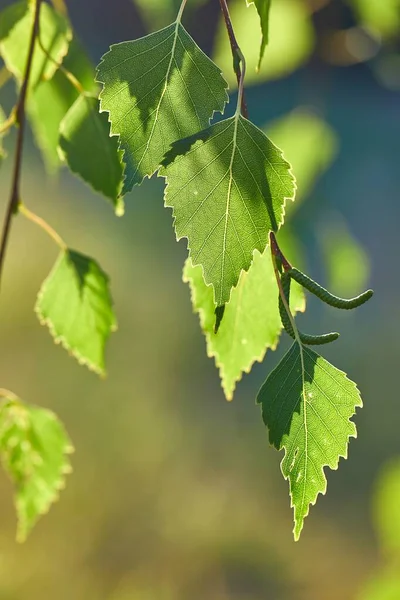 Зеленые листья весны — стоковое фото