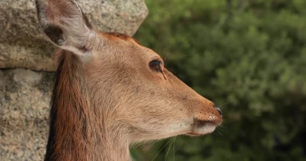 Cervi in un parco giapponese — Video Stock