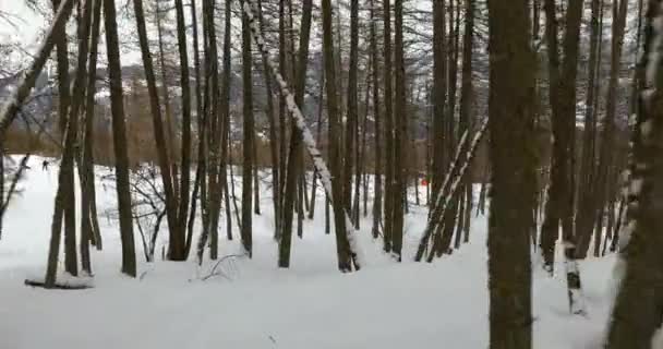 Skifahren im Wald — Stockvideo