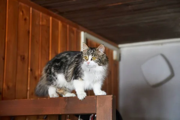 Gato escalada em móveis — Fotografia de Stock