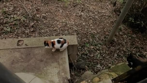 Katten in een Japans park — Stockvideo