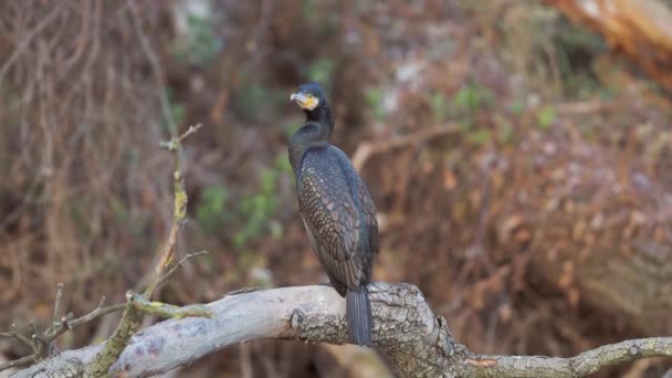 Cormorán en un árbol de otoño — Vídeos de Stock