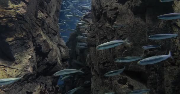 Muchos peces swimng — Vídeo de stock