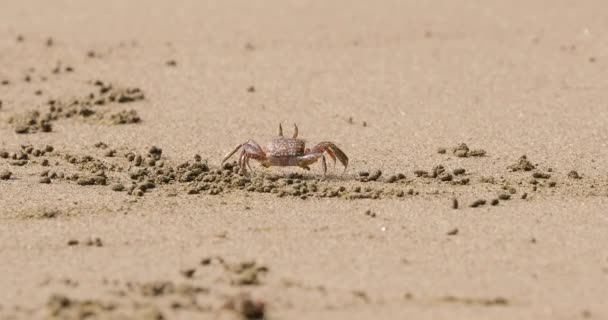 Caranguejo fantasma na areia — Vídeo de Stock