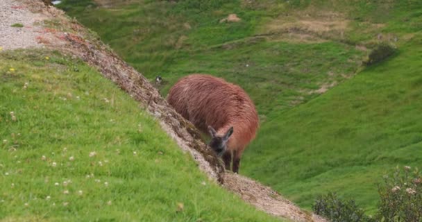 Lamas auf dem Gras — Stockvideo