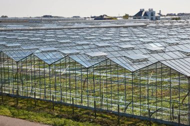 Sera tarım üretimi