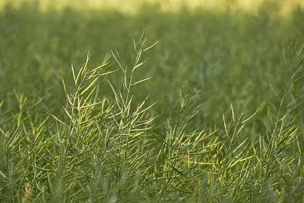 菜種植物クローズアップ — ストック写真