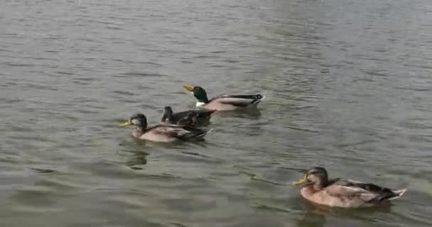 Gräsänder simmar i dammen i en park — Stockvideo