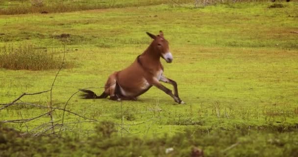 Άλογο πουλάρι στέκεται στο γήπεδο — Αρχείο Βίντεο