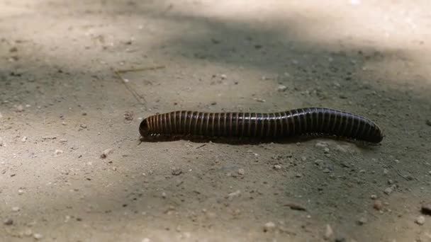 Big Millipede Crawling on the ground — Stock Video