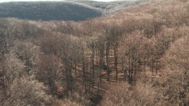 Wild forest, bare tree aerial view — Stock Video