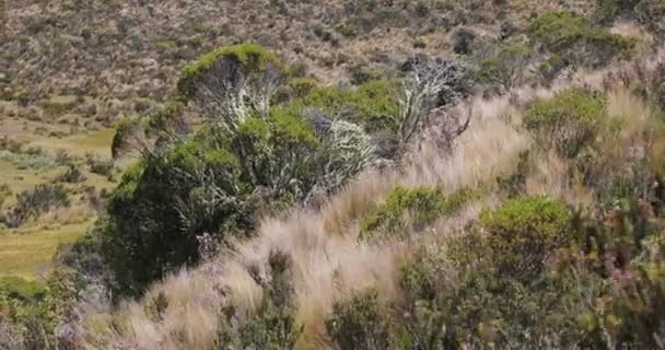 And Dağları 'ndaki rüzgârlı Paramo manzarası — Stok video