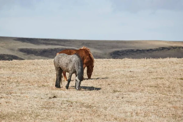 Horse grazing in Iceland — Stock Photo, Image