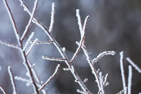 Ledově zamrzlé větve — Stock fotografie