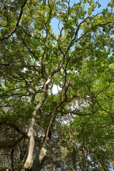 Hojas verdes de primavera, tiempo soleado — Foto de Stock