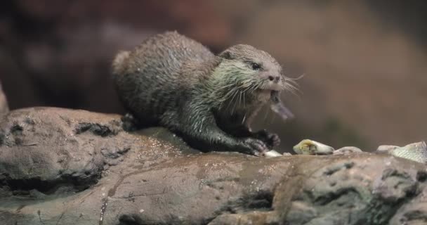 Loutre mangeant du poisson — Video