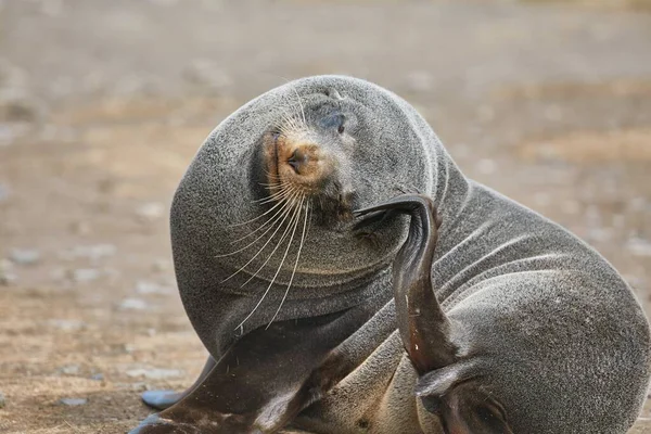 Giovane foca pelliccia — Foto Stock